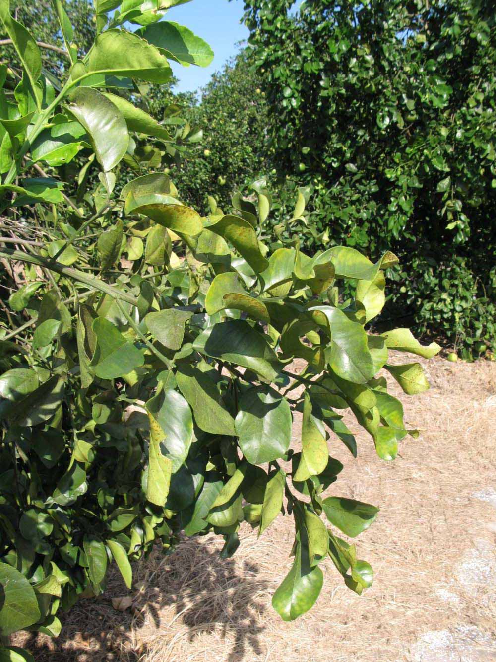              Sun leaves (Winter Haven, FL)       